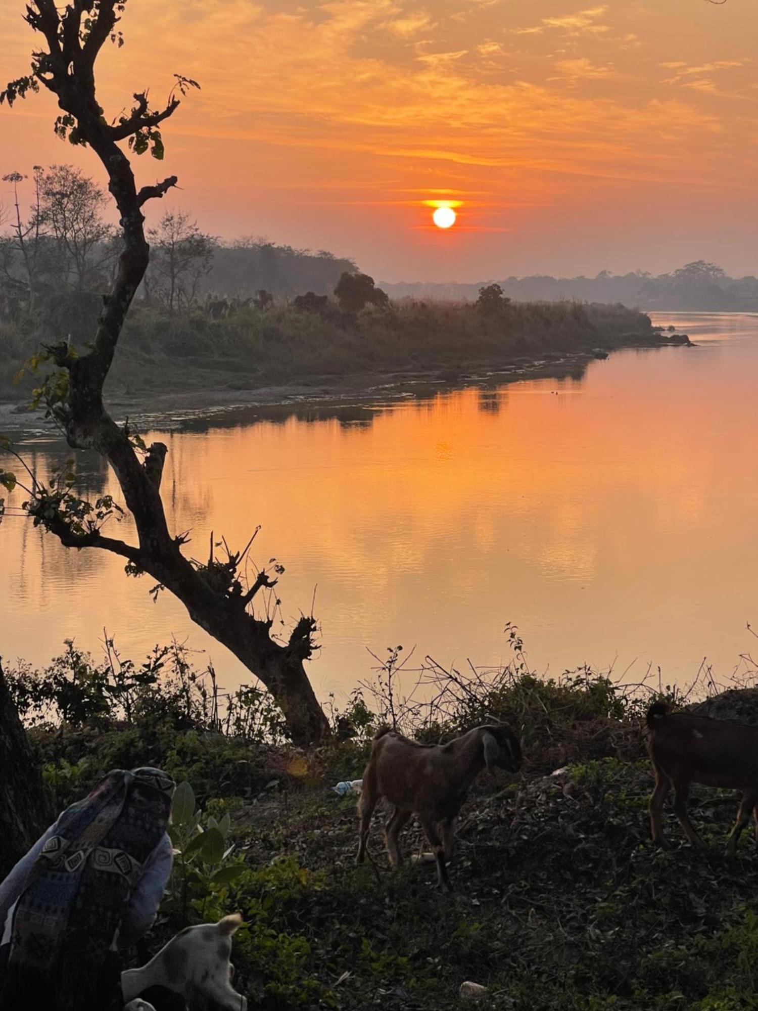 Chitwan Riverside Resort Sauraha Eksteriør bilde